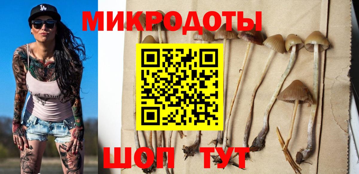 Галлюциногенные грибы Psilocybine cubensis Обнинск